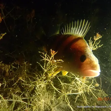 Gdzie Diabel Mowi Dobranoc Διαμέρισμα