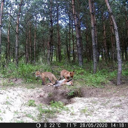 Gdzie Diabel Mowi Dobranoc * Pisz