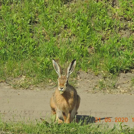 Gdzie Diabel Mowi Dobranoc